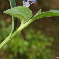 Commelina ensifolia R.Br.